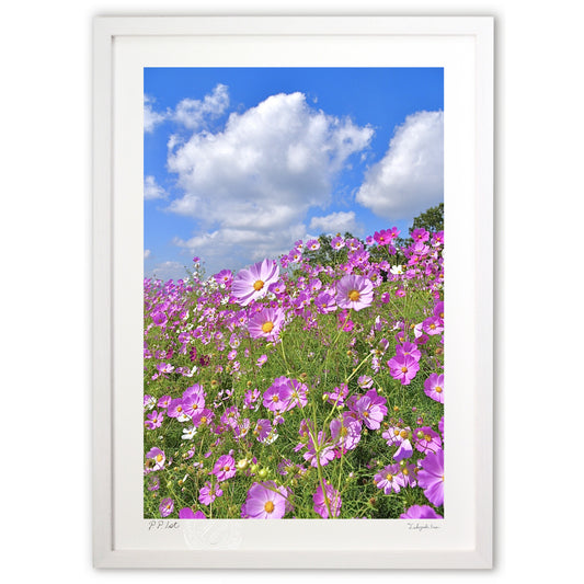 高原のコスモス3