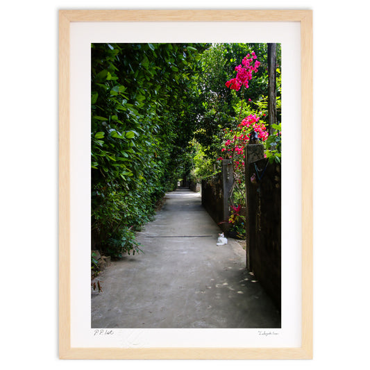 備瀬のフクギ並木