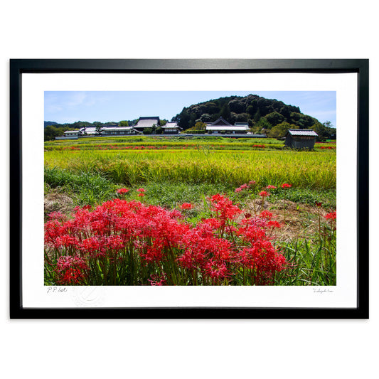 明日香村　彼岸花