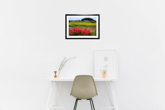 明日香村　彼岸花