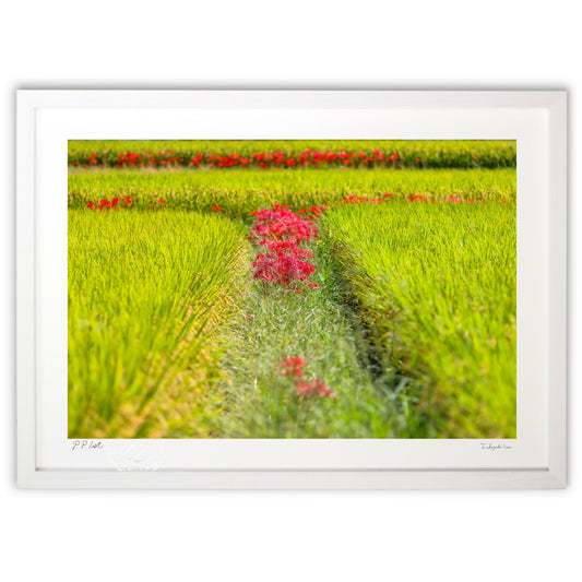 明日香村　彼岸花