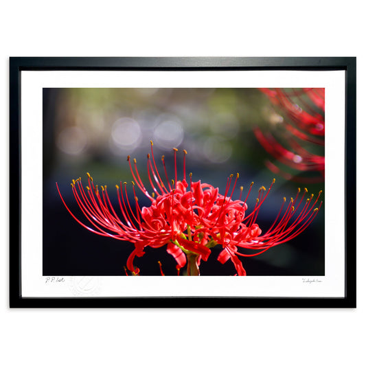 明日香村　彼岸花