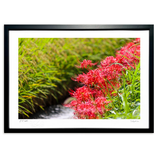 明日香村　彼岸花