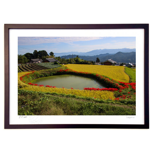 伏見のため池　彼岸花