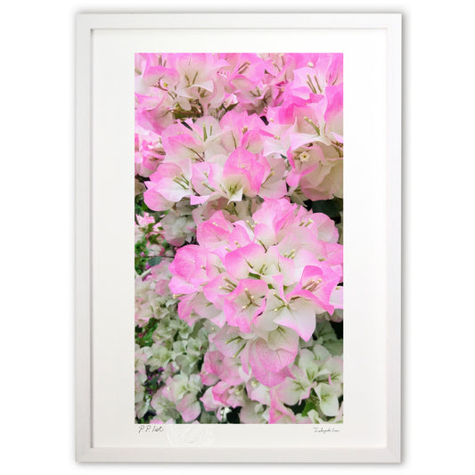 華やかなブーゲンビリア