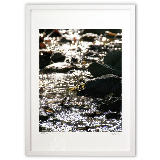 光が跳ねる清流