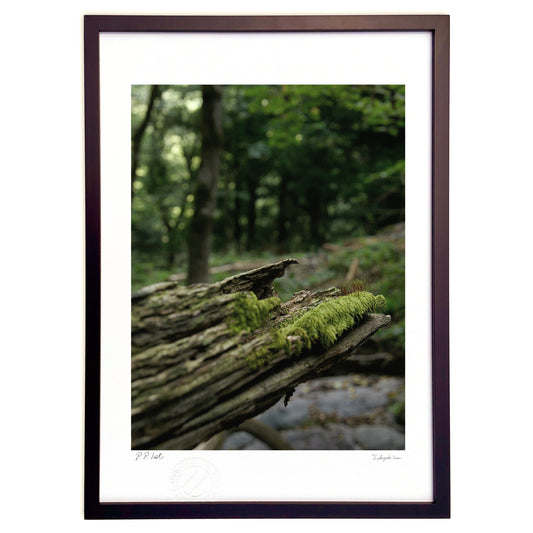 森と枯木と苔と