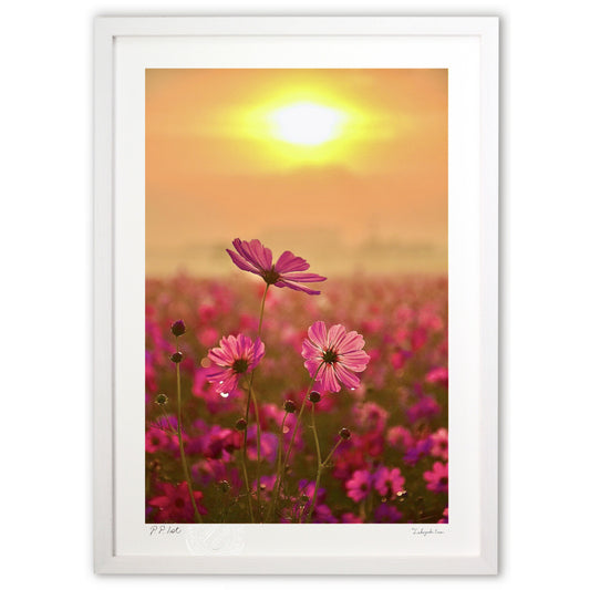 朝陽があたるコスモス