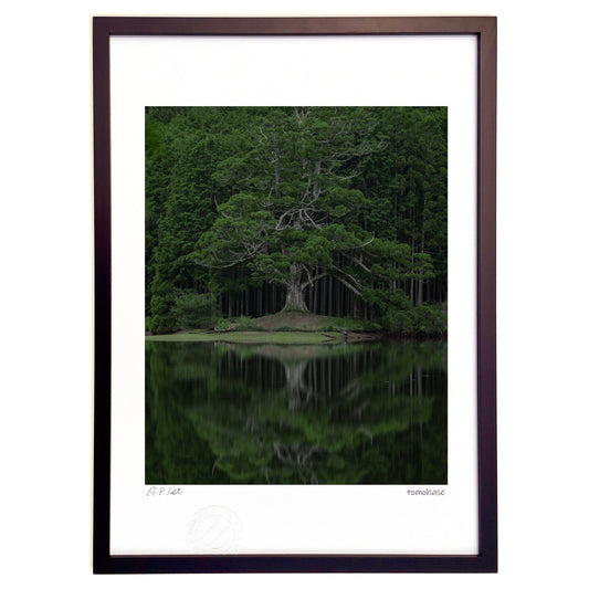 岩尾池の一本杉