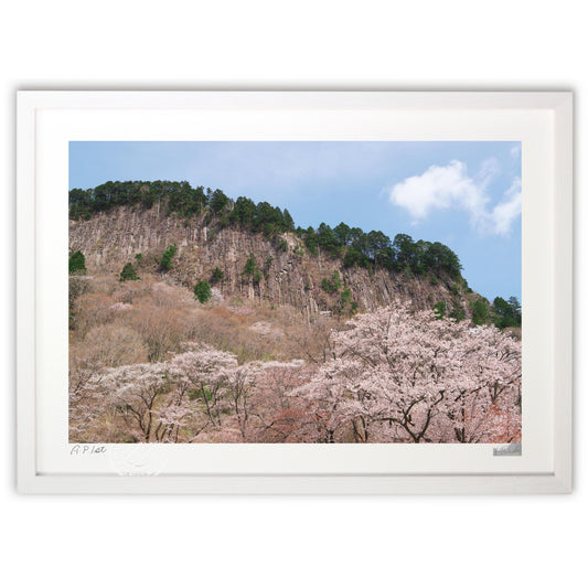 岩壁の山桜