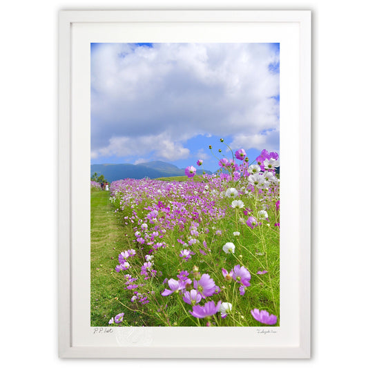 風流なコスモス