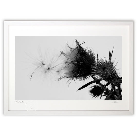 あざみの冠毛 1