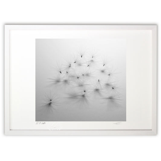 あざみの冠毛 2