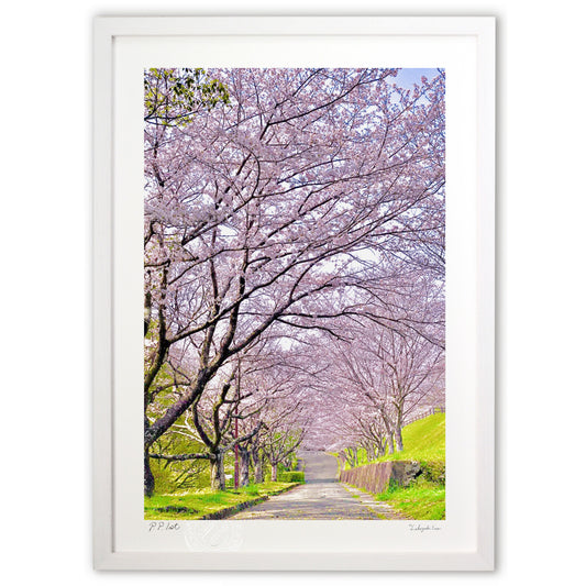 春到来　桜並木