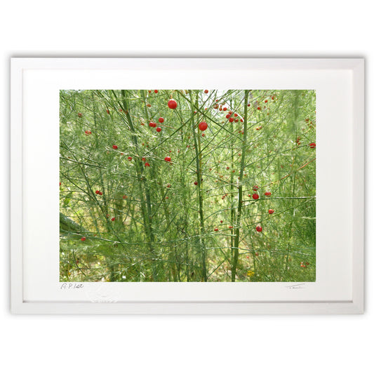 アスパラガスの森