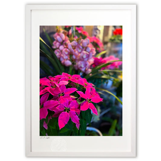 ピンクのポインセチア