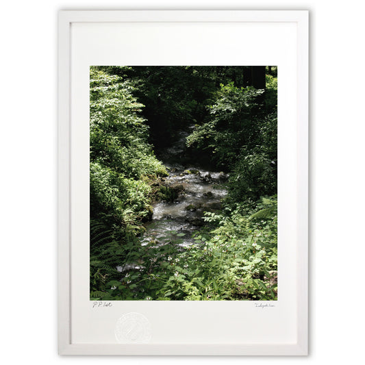 深い森を流れる