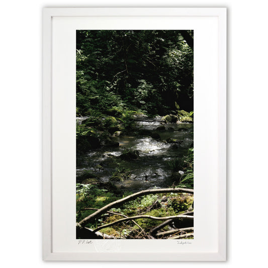 木漏れ陽と渓流