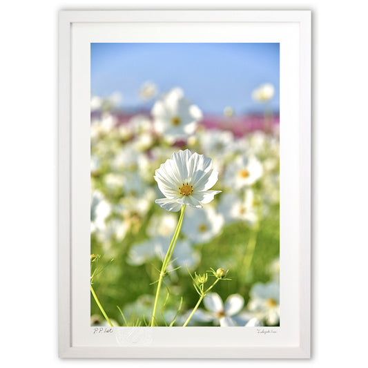 貴賓高いホワイトコスモス