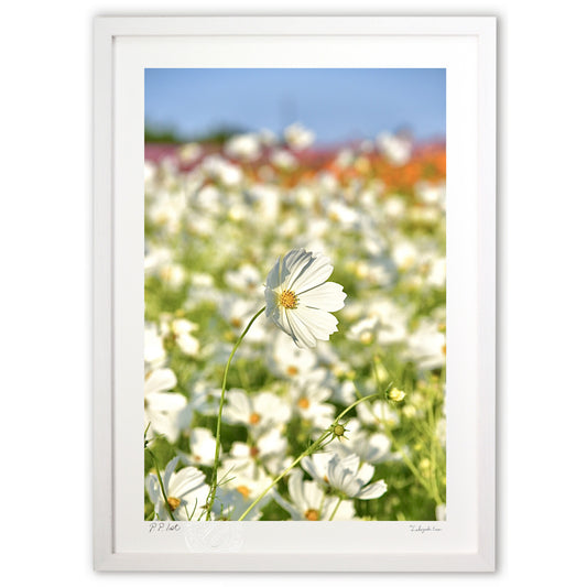 貴賓高いホワイトコスモス2