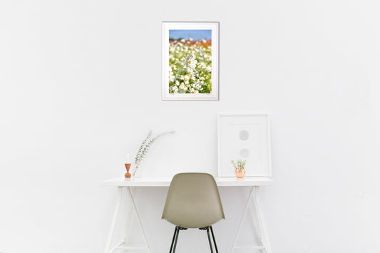 貴賓高いホワイトコスモス2