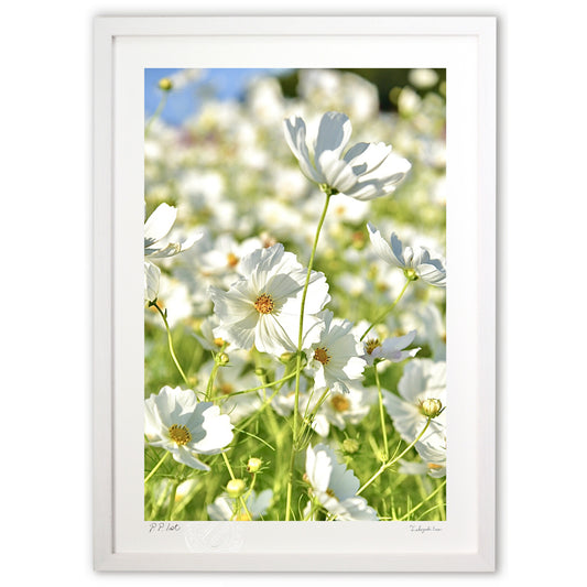 貴賓高いホワイトコスモス3