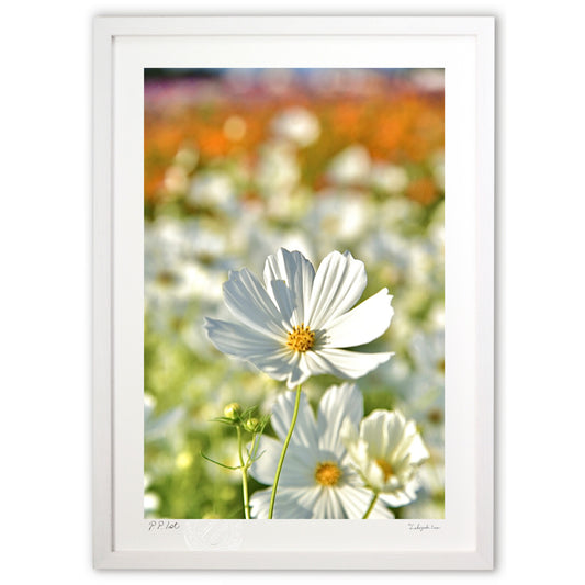 貴賓高いホワイトコスモス4