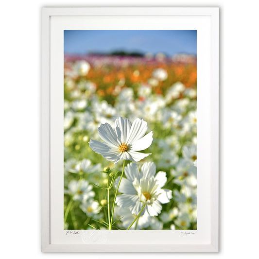 貴賓高いホワイトコスモス5