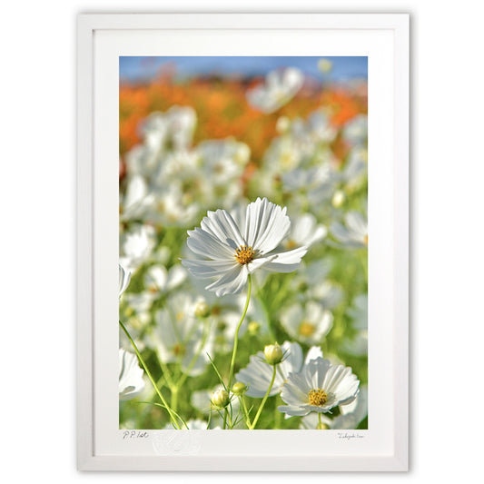 貴賓高いホワイトコスモス6