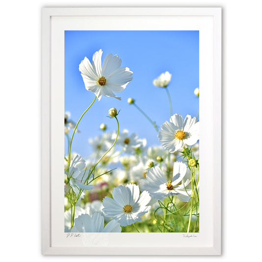 貴賓高いホワイトコスモス7