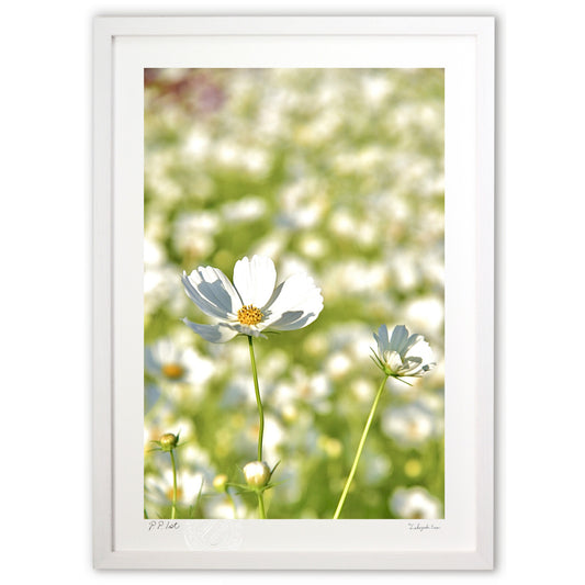 貴賓高いホワイトコスモス8