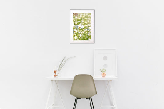 貴賓高いホワイトコスモス8