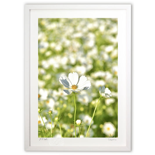 貴賓高いホワイトコスモス9