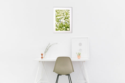 貴賓高いホワイトコスモス9