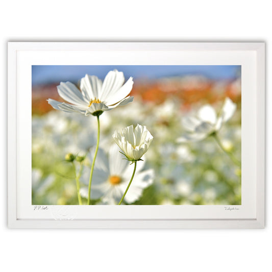 貴賓高いホワイトコスモス10