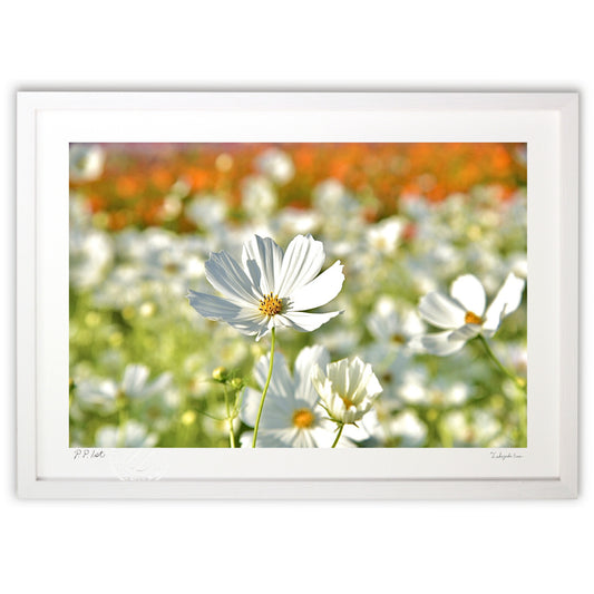 貴賓高いホワイトコスモス12