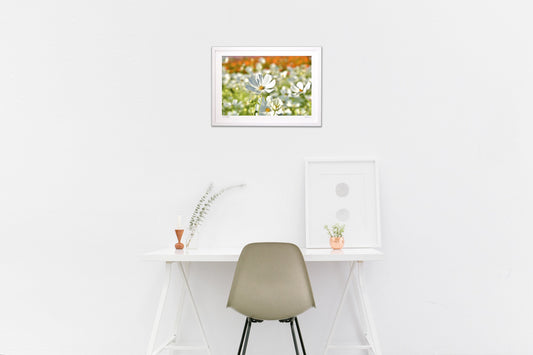 貴賓高いホワイトコスモス12