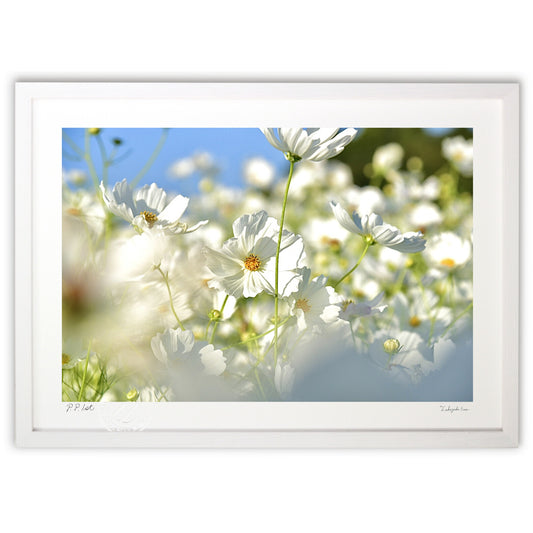 貴賓高いホワイトコスモス13