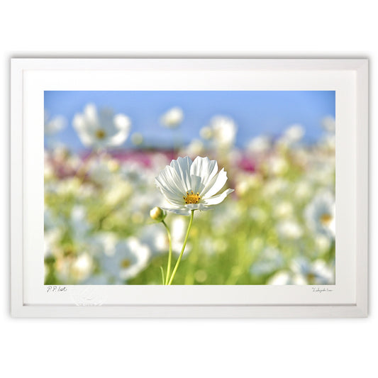 貴賓高いホワイトコスモス14