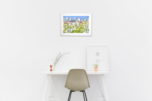 貴賓高いホワイトコスモス14