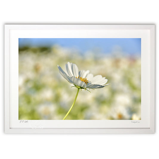 貴賓高いホワイトコスモス16