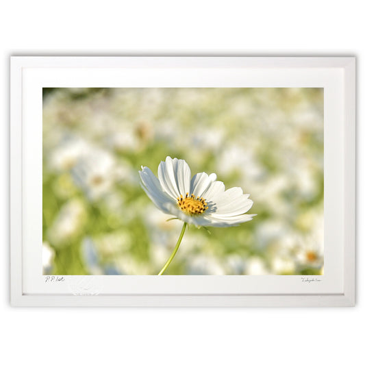 貴賓高いホワイトコスモス17