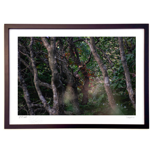 木もれ日とエゾリス