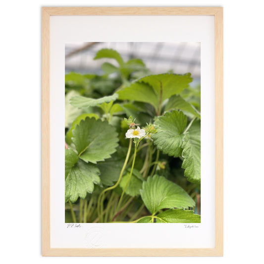 飛びたて！蜜蜂！