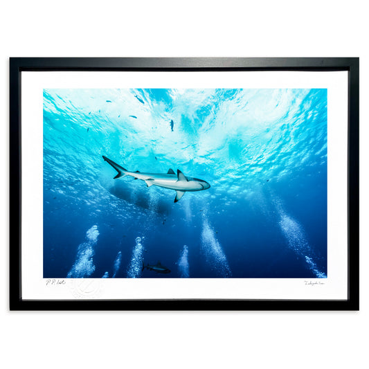 写真　シャークダイビング(横)