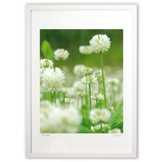 白詰草の背くらべ