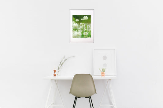 白詰草の背くらべ