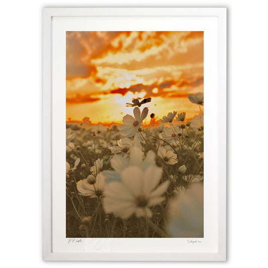 夕焼けとホワイトコスモス