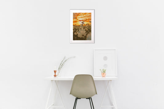 夕焼けとホワイトコスモス