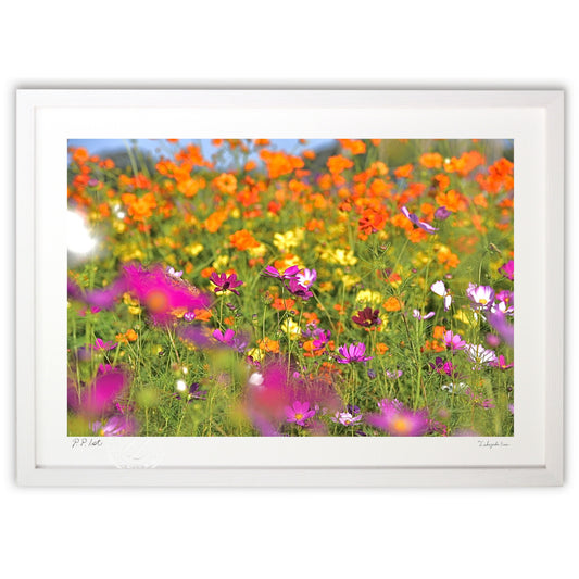 煌びやかなコスモス